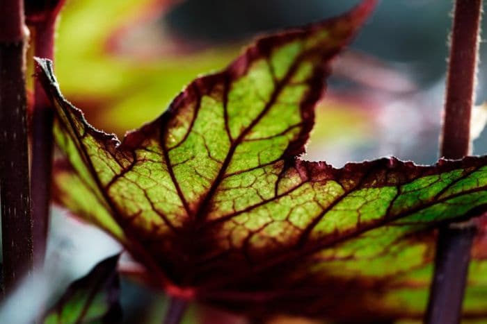 begonia 'Little Brother Montgomery'