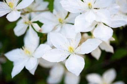 Clematis 'Zobast'