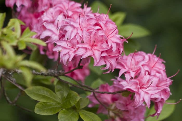 rhododendron 'Homebush'