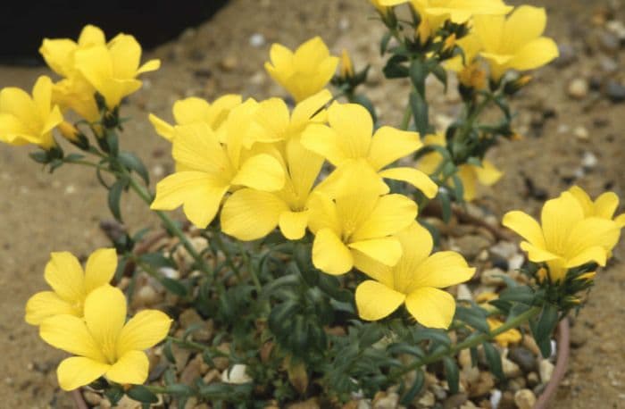 flax 'Gemmell's Hybrid'