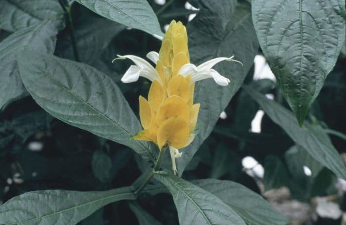 lollipop plant