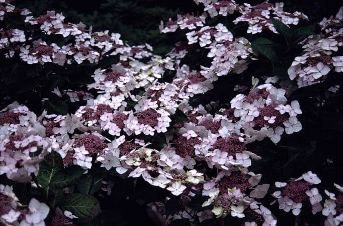 hydrangea 'Mariesii Grandiflora'