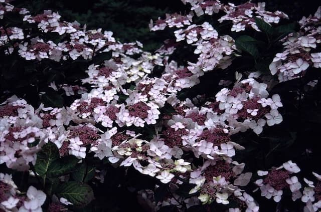 Hydrangea 'Mariesii Grandiflora'