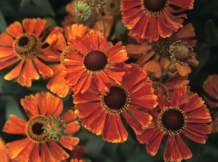 sneezeweed 'Waltraut'