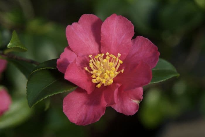 camellia 'Crimson King'