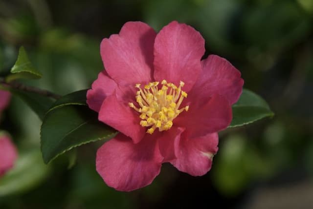 Camellia 'Crimson King'