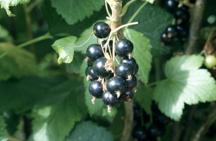 blackcurrant 'Ben Lomond'