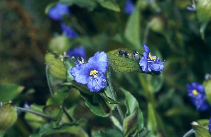 dayflower Coelestis Group