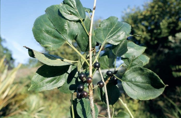 purging buckthorn