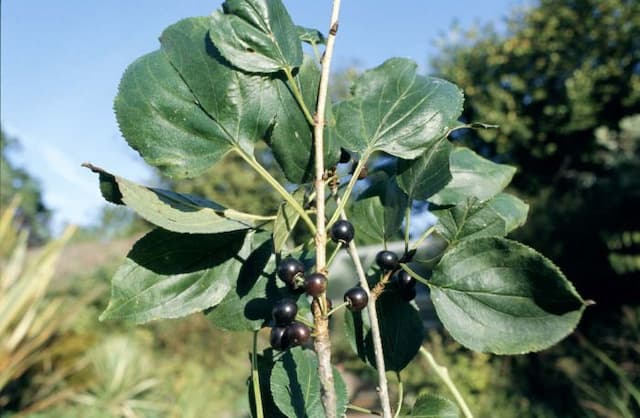 Purging buckthorn