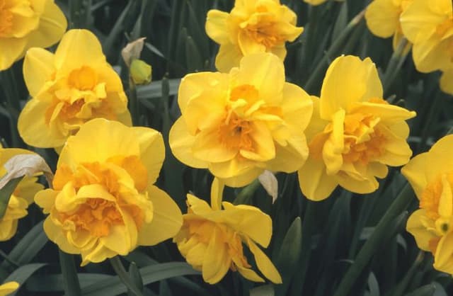 Daffodil 'Monza'
