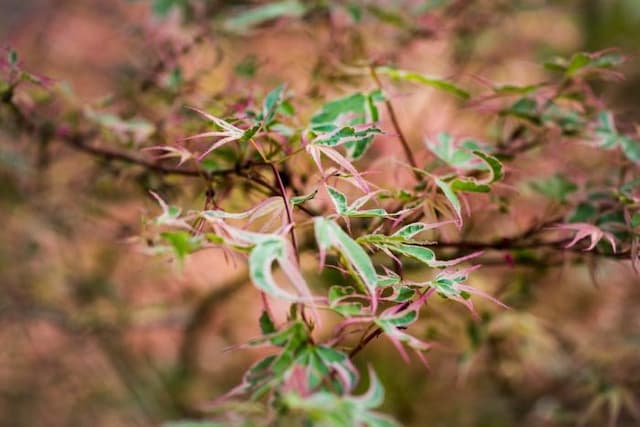 Japanese maple 'Beni-schichi-henge'