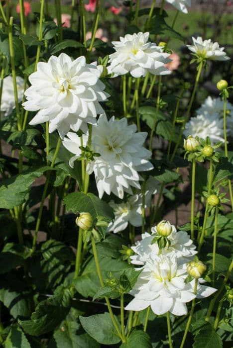 dahlia 'Eternal Snow'