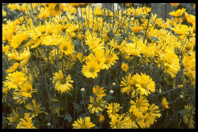 Chrysanthemum 'Pennine Alfie'