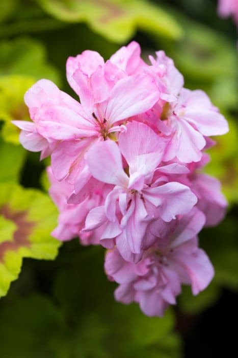 pelargonium 'Bembridge'