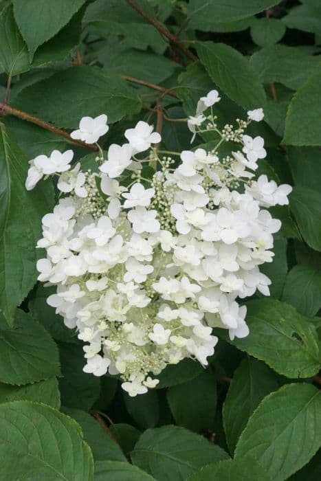 paniculate hydrangea 'White Moth'