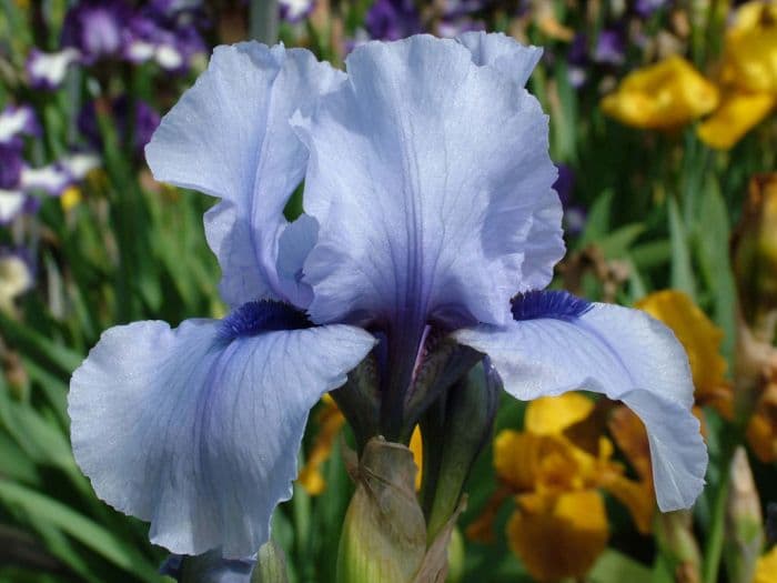 iris 'Bold Stroke'