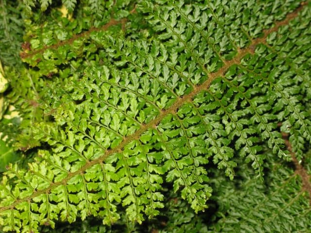 Soft shield fern 'Herrenhausen'