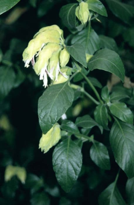 shrimp plant