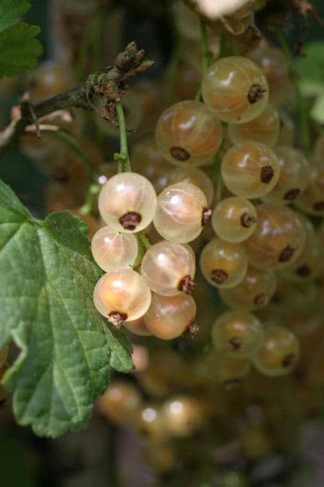 whitecurrant 'Versailles Blanche'