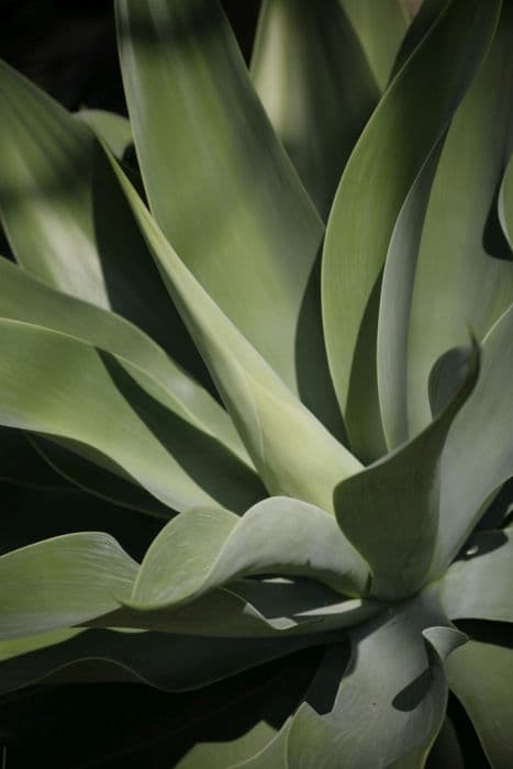 foxtail agave