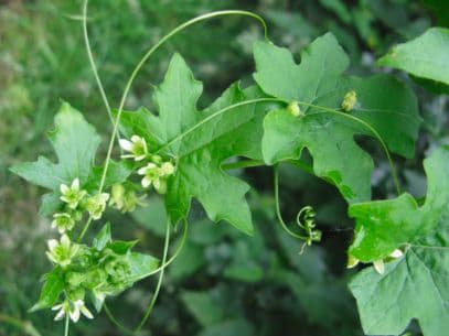 white bryony