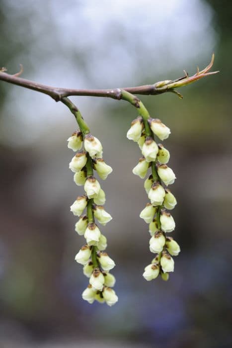 stachyurus 'Rubriflorus'