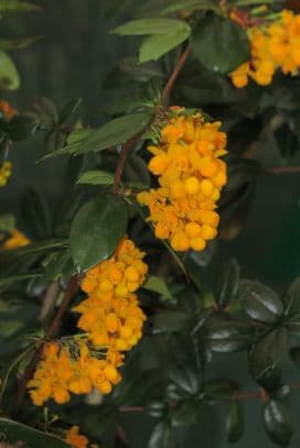 barberry 'Goldilocks'