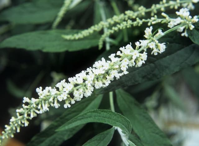 Asian butterfly bush