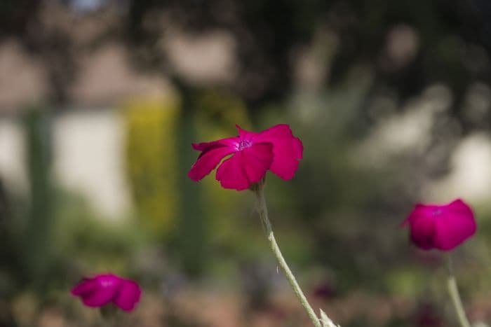 rose campion Atrosanguinea Group