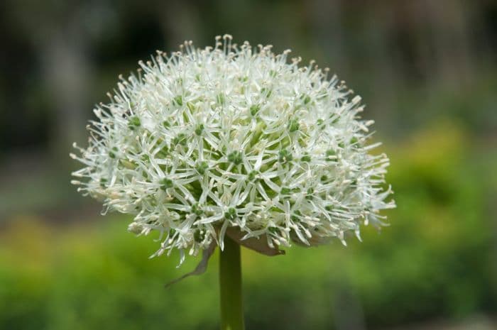 allium 'Mount Everest'