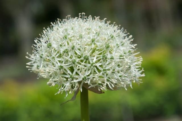 Allium 'Mount Everest'