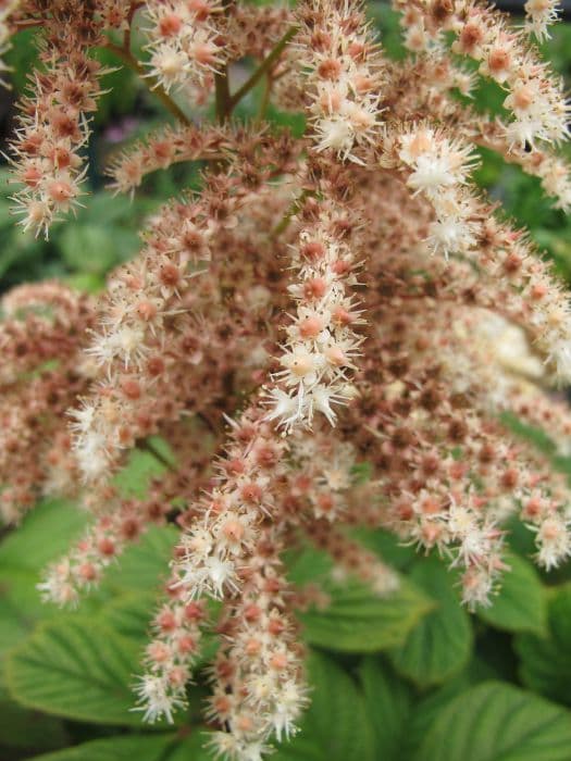 rodgersia 'Elegans'