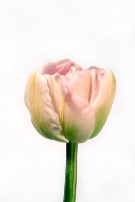 tulip 'Angélique'