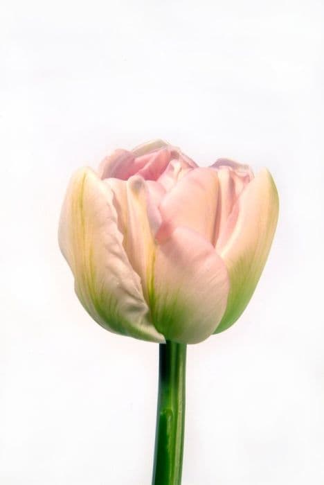 Tulip 'Angélique'