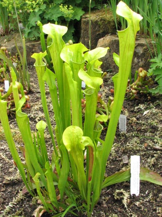 Montane pitcher plant