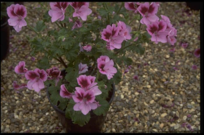 pelargonium 'Catford Belle'