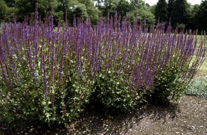 wood sage 'Tänzerin'