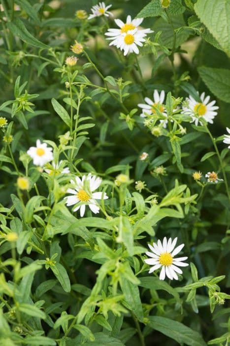 Japanese aster 'Alba'