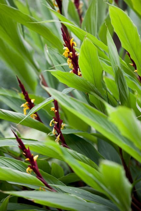 Himalayan ginger 'Robusta'