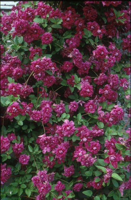 clematis 'Purpurea Plena Elegans'