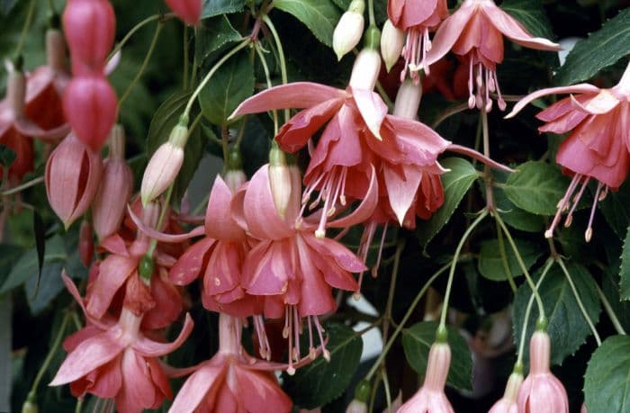 fuchsia 'Dancing Flame'