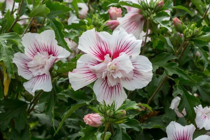 rose of Sharon [Starburst Chiffon]