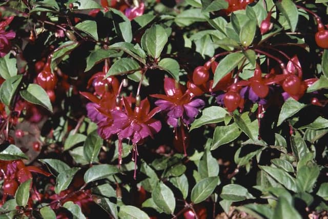 Fuchsia 'Dollar Prinzessin'