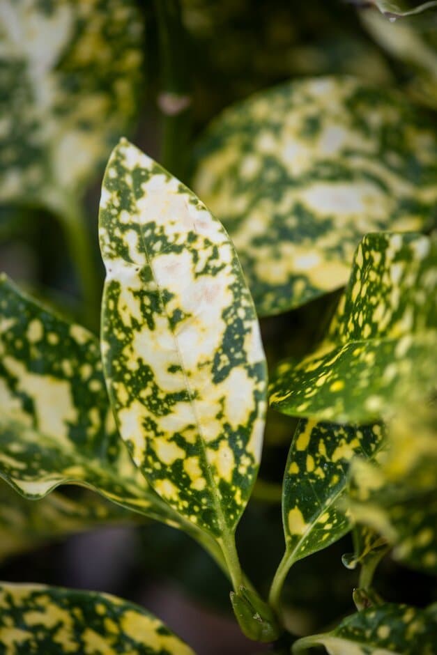 Japanese Aucuba 'Golden Spangles'