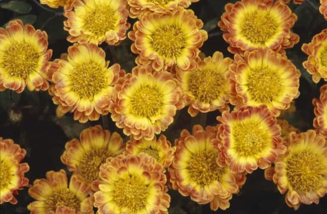 Chrysanthemum [Ernst]