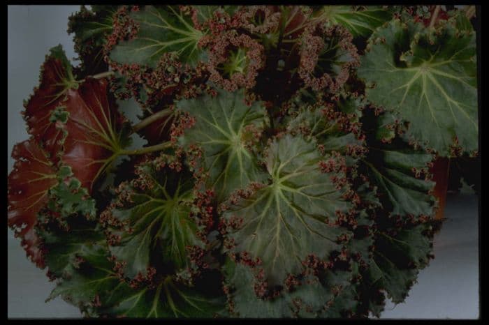 begonia 'Ricky Minter'