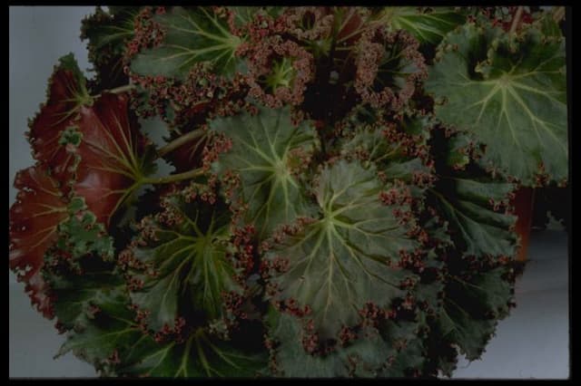 Begonia 'Ricky Minter'
