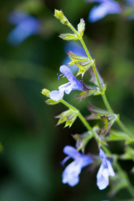 sage 'African Sky'