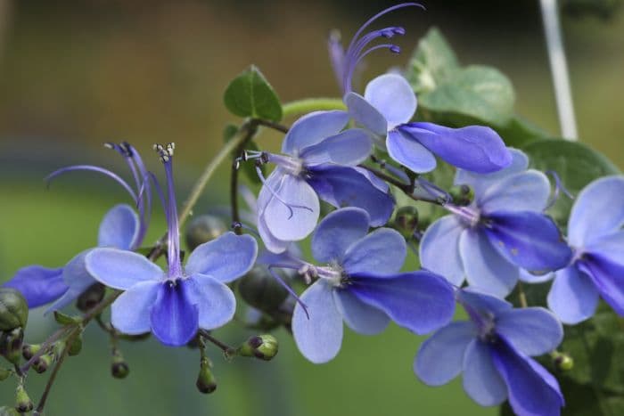 butterfly bush 'Ugandense'